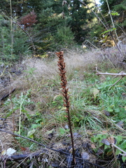 Orobanche reticulata