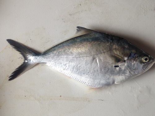 Argentine queenfish (Parona signata) — Carangidae — 5