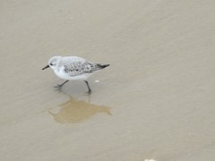 Calidris alba