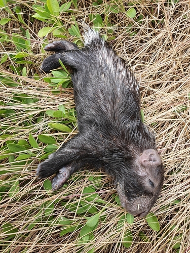 Cape Porcupine, Western Cape, ZA, photo 10 of 10