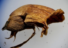 Orobanche reticulata