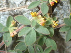 Acmispon heermannii heermannii