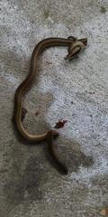 Coniophanes dromiciformis