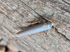 Sozusa scutellata