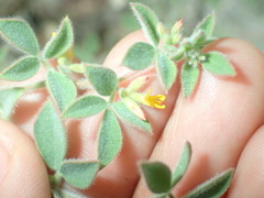 Acmispon heermannii heermannii