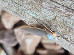 Sozusa scutellata