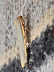 Sozusa scutellata