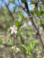 Citharexylum lycioides