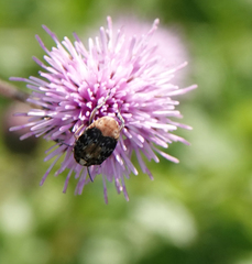 Megabruchidius dorsalis