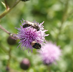 Megabruchidius dorsalis