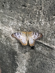 Anartia jatrophae