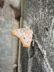 Anartia jatrophae