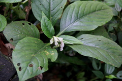 Hemiboea subcapitata