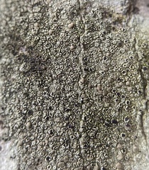 Lecanoromycetes