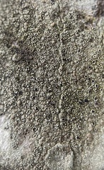 Lecanoromycetes