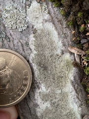 Lecanoromycetes