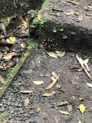 Megaphobema