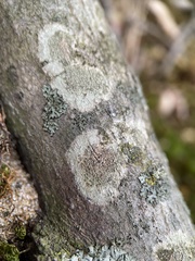 Lecanoromycetes