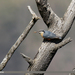 Kashmir Nuthatch - Photo (c) Imran Shah, some rights reserved (CC BY-SA)