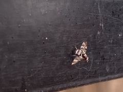 Dyscrasis hendeli