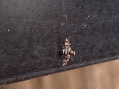 Dyscrasis hendeli