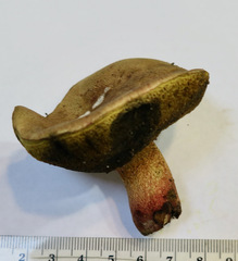 Boletus billieae