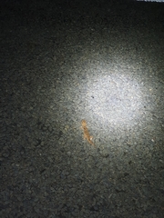 Chondrodactylus angulifer