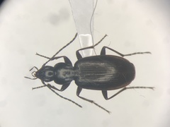 Agonum thoreyi