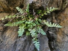 Asplenium foreziense