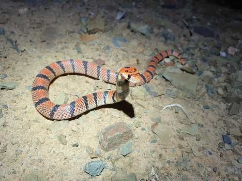 Photo of a Coral Shield Cobra (Aspidelaps lubricus)