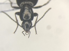 Agonum thoreyi