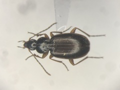 Agonum retractum