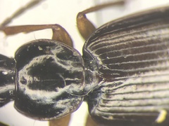 Agonum retractum