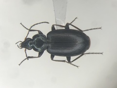 Agonum placidum