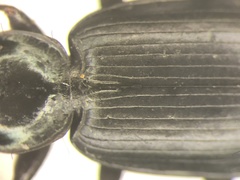 Agonum placidum