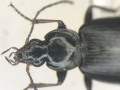 Agonum placidum