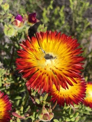 Drosanthemum bicolor