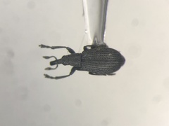 Perapion curtirostre