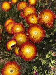 Drosanthemum bicolor