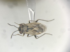 Geocoris bullatus