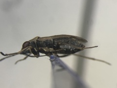 Geocoris bullatus