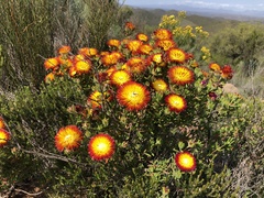 Drosanthemum bicolor