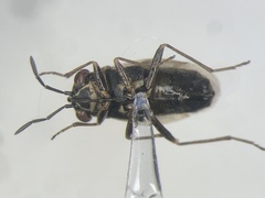 Geocoris bullatus