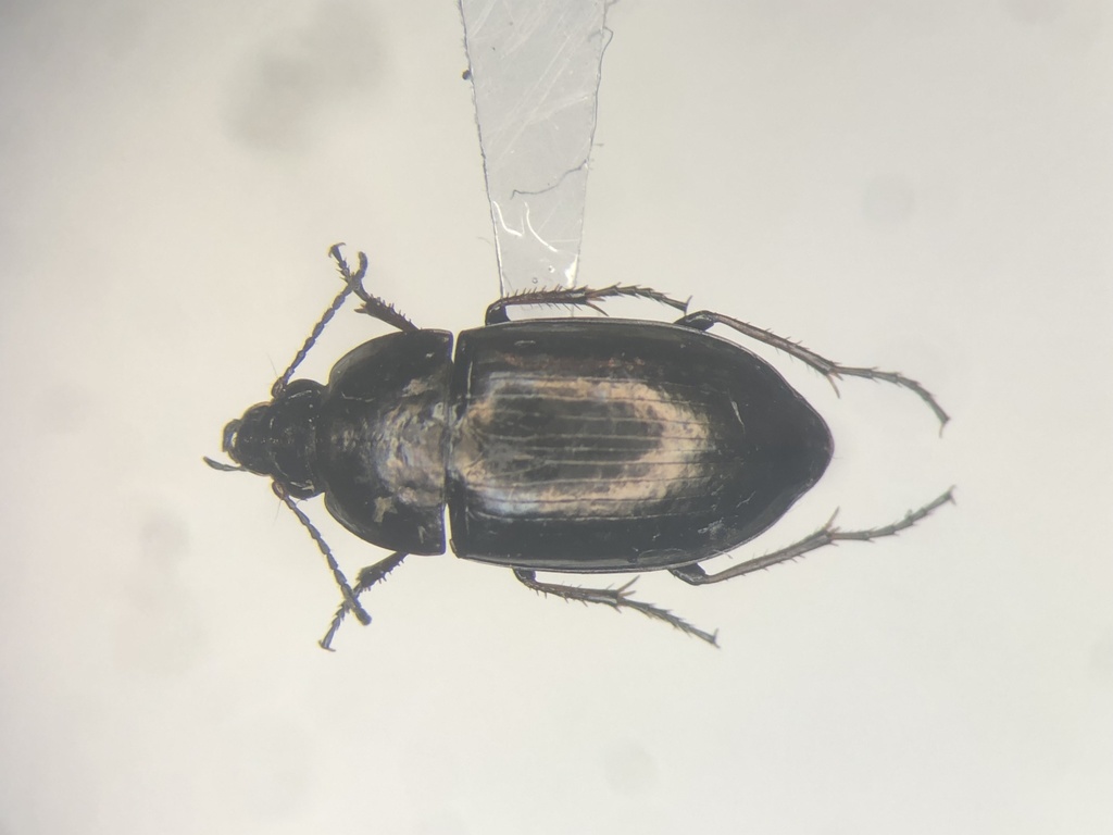 Amara glacialis