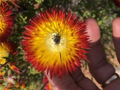 Drosanthemum bicolor