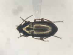 Amara pallipes