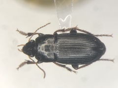 Harpalus opacipennis