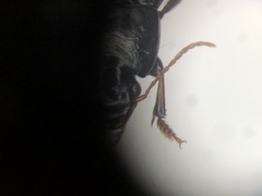 Harpalus opacipennis