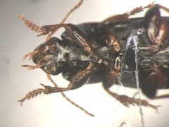 Harpalus opacipennis
