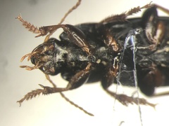 Harpalus opacipennis